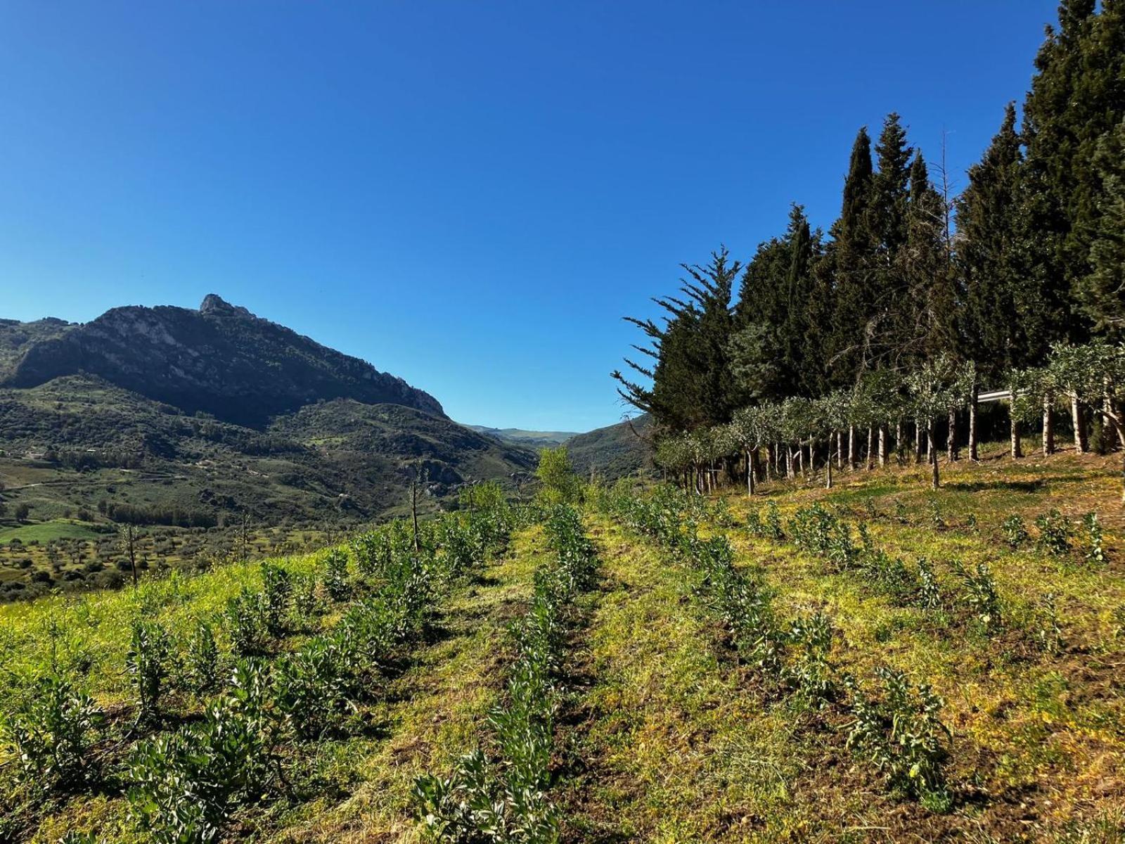 Le Case Di Cardellino - Agrispa Sclafani Exteriér fotografie