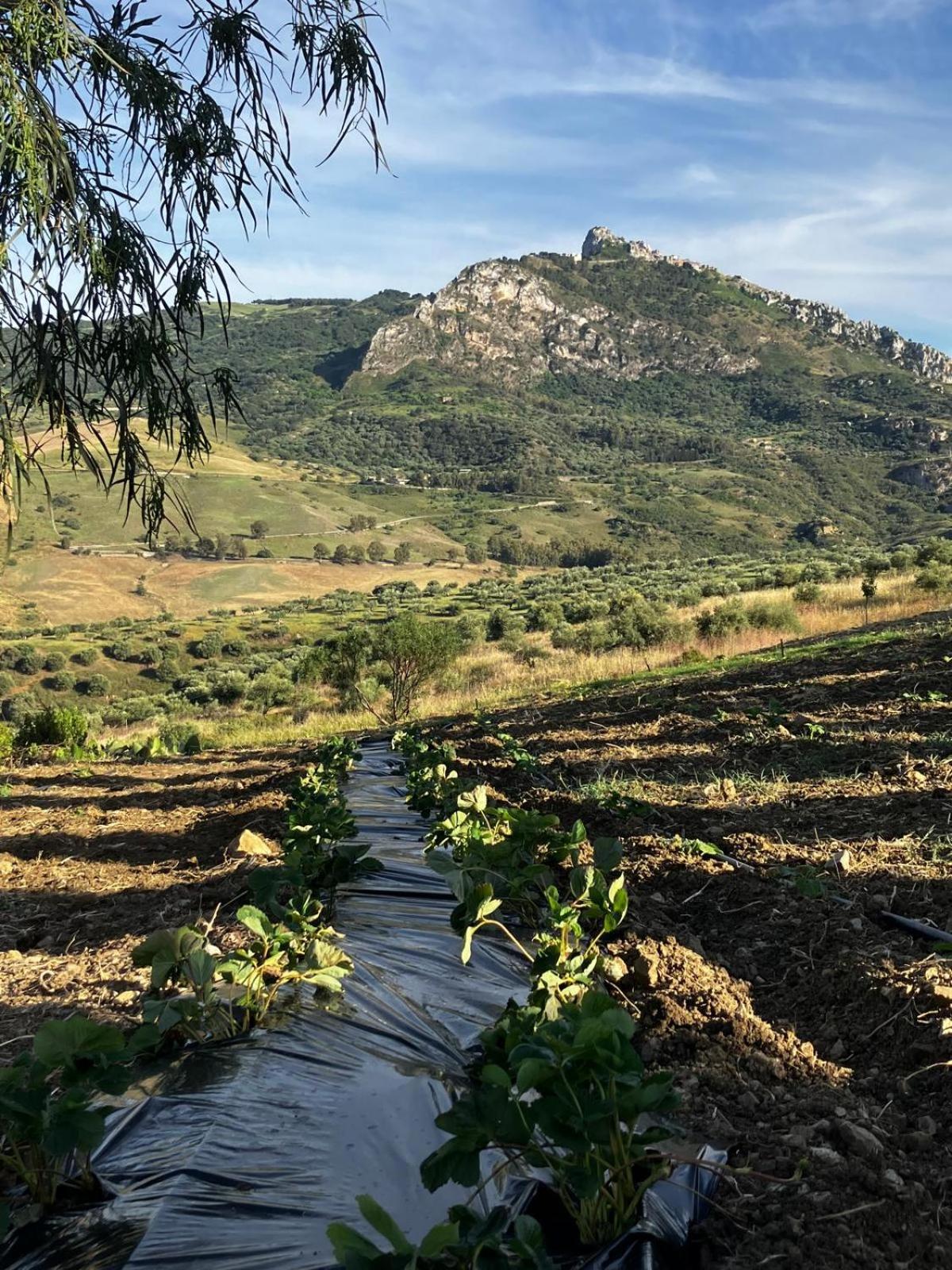 Le Case Di Cardellino - Agrispa Sclafani Exteriér fotografie